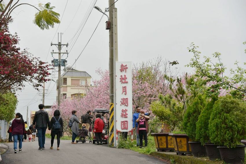 台中新社區|2020新社月湖莊園 富士櫻爆炸開 九重葛花牆 台中限定賞櫻秘境 台中IG打卡熱點 春日限定景點 探訪日期:110/03/07|西莉亞玩樂人生 04.JPG
