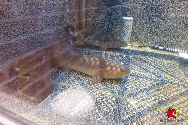 [活蝦 熱炒] 新竹 - 百家班活蝦料理 蝦膏飽滿鮮味濃郁的鹽烤蝦 外皮酥脆到一見鍾情的菜圃麻糬燒 雞皮Q脆油亮去骨冰鎮油雞