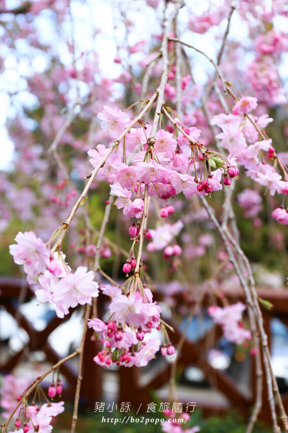 嘉義。阿里山》阿里山青山別館+早起玉山看不到的日出