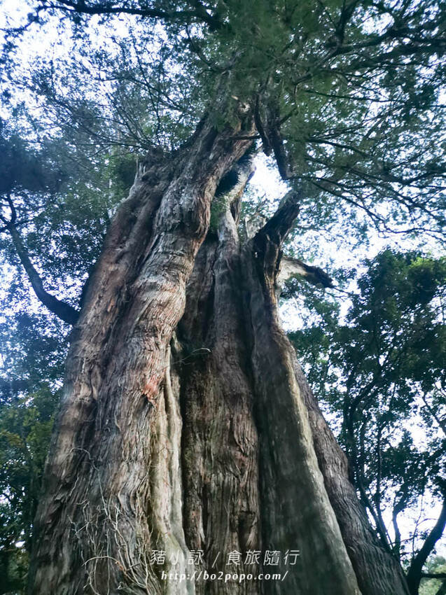 嘉義。阿里山》阿里山青山別館+早起玉山看不到的日出