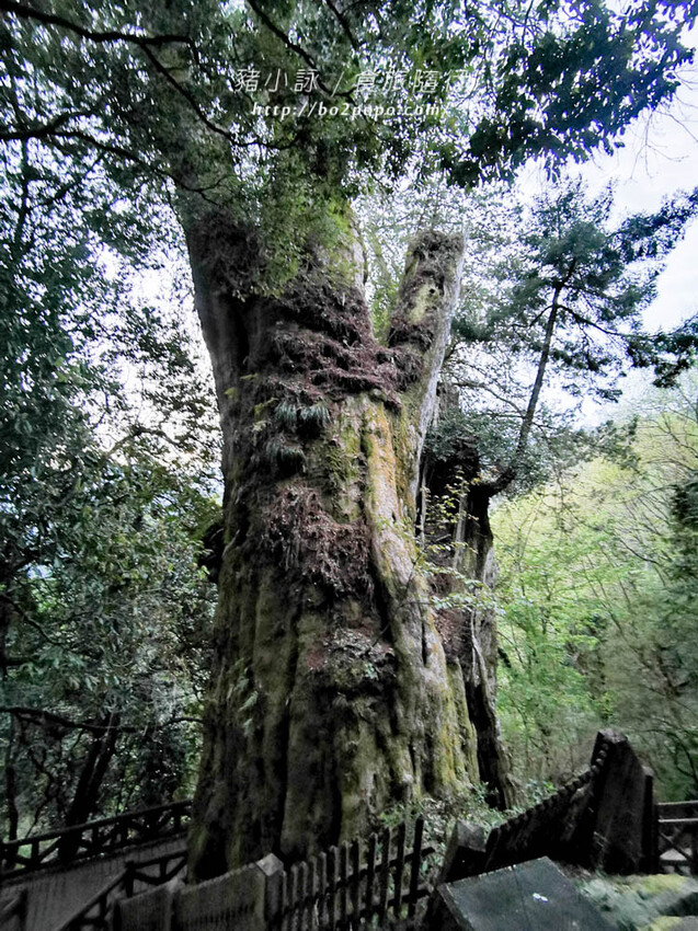 嘉義。阿里山》阿里山青山別館+早起玉山看不到的日出
