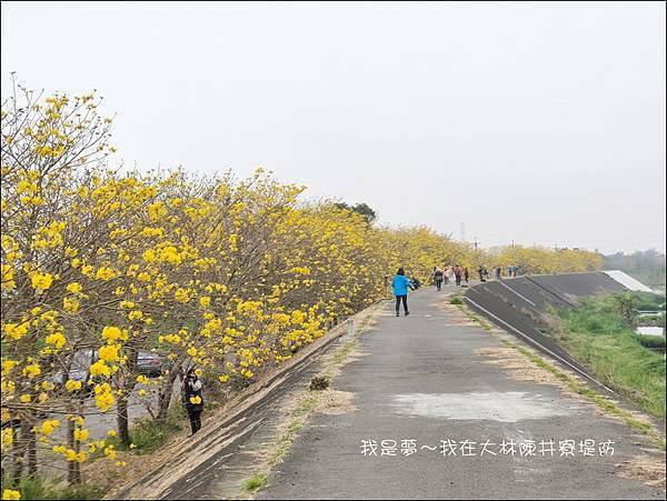 大林陳井寮堤防24.jpg