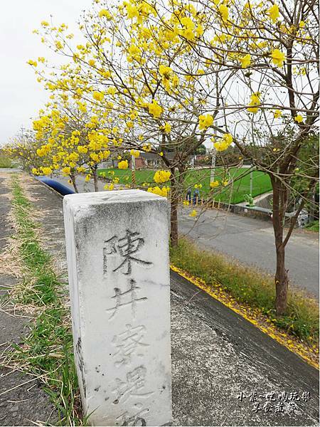 嘉義大林-陳井寮提防黃花風鈴木步道 (11).jpg 嘉義大林-陳井寮提防黃花風鈴木步道 (11).jpg