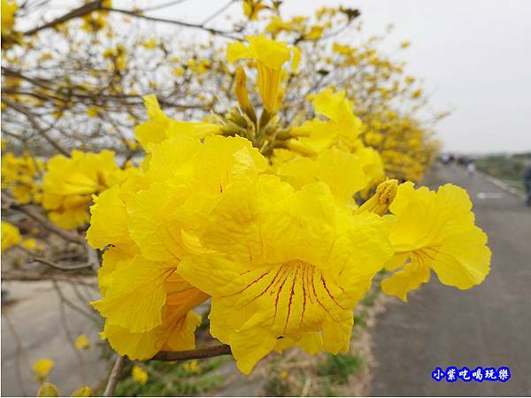 嘉義大林-陳井寮提防黃花風鈴木步道 (15).jpg 嘉義大林-陳井寮提防黃花風鈴木步道 (15).jpg