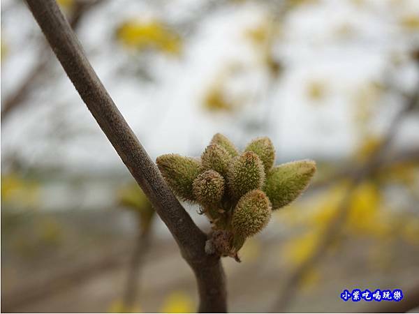 嘉義大林-陳井寮提防黃花風鈴木步道 (17).jpg 嘉義大林-陳井寮提防黃花風鈴木步道 (17).jpg