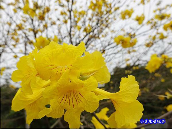 嘉義大林-陳井寮提防黃花風鈴木步道 (10).jpg 嘉義大林-陳井寮提防黃花風鈴木步道 (10).jpg