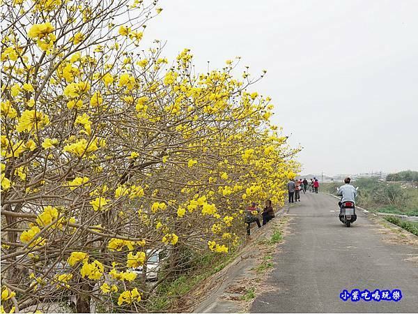嘉義大林-陳井寮提防黃花風鈴木步道 (14).jpg 嘉義大林-陳井寮提防黃花風鈴木步道 (14).jpg