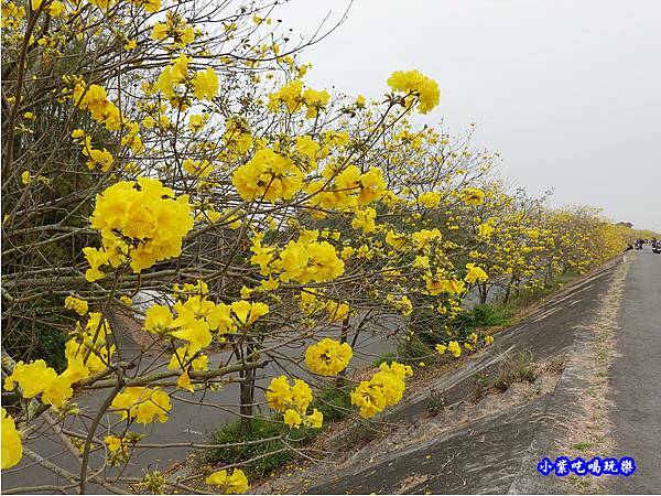 嘉義大林-陳井寮提防黃花風鈴木步道 (12).jpg 嘉義大林-陳井寮提防黃花風鈴木步道 (12).jpg