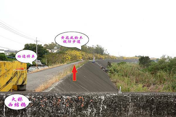 大林-西結橋頭黃花風鈴木 (2).jpg 大林-西結橋頭黃花風鈴木 (2).jpg