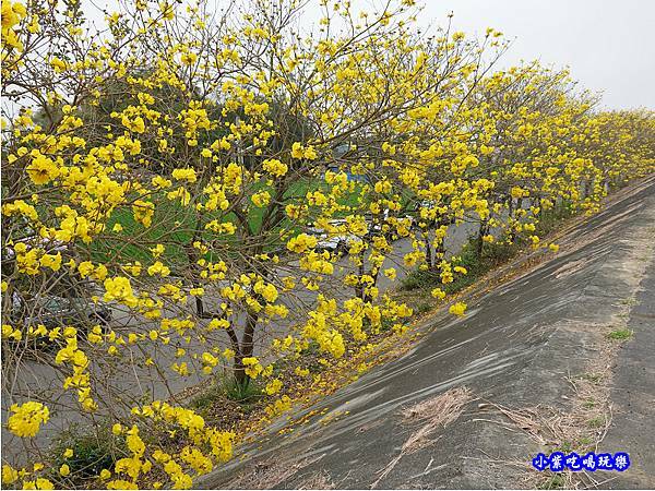 嘉義大林-陳井寮提防黃花風鈴木步道 (13).jpg 嘉義大林-陳井寮提防黃花風鈴木步道 (13).jpg