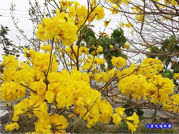 嘉義大林-陳井寮提防黃花風鈴木步道 (19).jpg 嘉義大林-陳井寮提防黃花風鈴木步道 (19).jpg