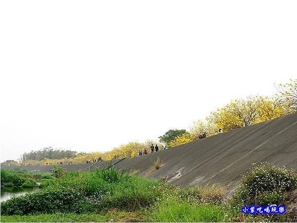 嘉義大林-陳井寮提防黃花風鈴木步道 (25).jpg 嘉義大林-陳井寮提防黃花風鈴木步道 (25).jpg