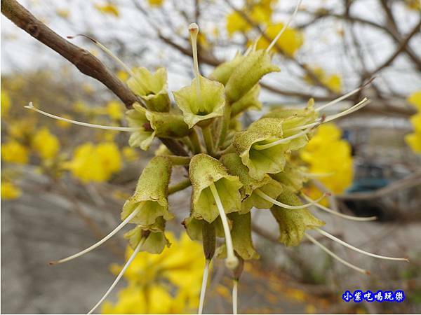 嘉義大林-陳井寮提防黃花風鈴木步道 (20).jpg 嘉義大林-陳井寮提防黃花風鈴木步道 (20).jpg