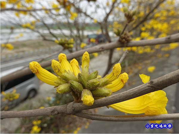 嘉義大林-陳井寮提防黃花風鈴木步道 (18).jpg 嘉義大林-陳井寮提防黃花風鈴木步道 (18).jpg