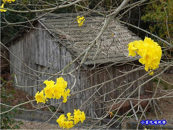 嘉義大林-陳井寮提防黃花風鈴木步道 (1).jpg 嘉義大林-陳井寮提防黃花風鈴木步道 (1).jpg