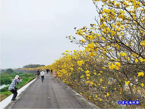 嘉義大林-陳井寮提防黃花風鈴木步道 (4).jpg 嘉義大林-陳井寮提防黃花風鈴木步道 (4).jpg