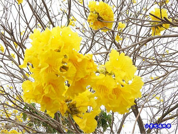 嘉義大林-陳井寮提防黃花風鈴木步道 (22).jpg 嘉義大林-陳井寮提防黃花風鈴木步道 (22).jpg