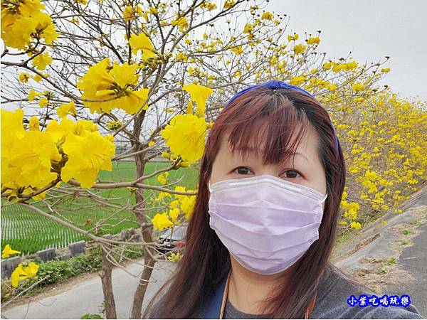 嘉義大林-陳井寮提防黃花風鈴木步道 (5).jpg 嘉義大林-陳井寮提防黃花風鈴木步道 (5).jpg