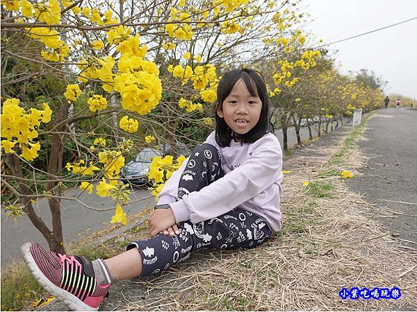 嘉義大林-陳井寮提防黃花風鈴木步道 (9).jpg 嘉義大林-陳井寮提防黃花風鈴木步道 (9).jpg