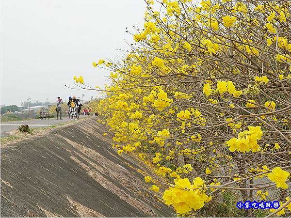 嘉義大林-陳井寮提防黃花風鈴木步道 (27).jpg 嘉義大林-陳井寮提防黃花風鈴木步道 (27).jpg