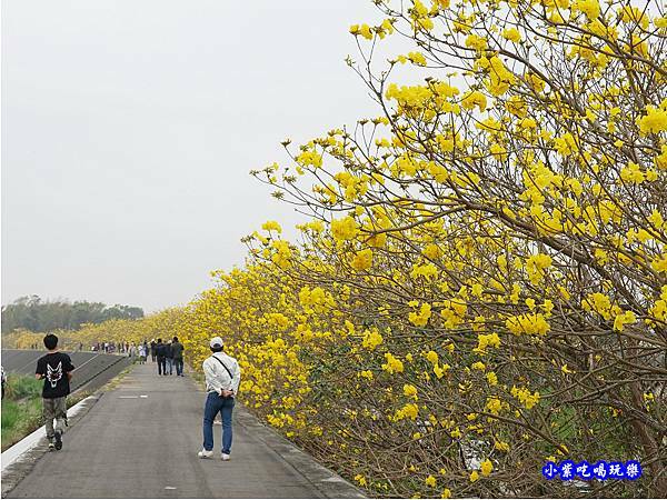 嘉義大林-陳井寮提防黃花風鈴木步道 (24).jpg 嘉義大林-陳井寮提防黃花風鈴木步道 (24).jpg