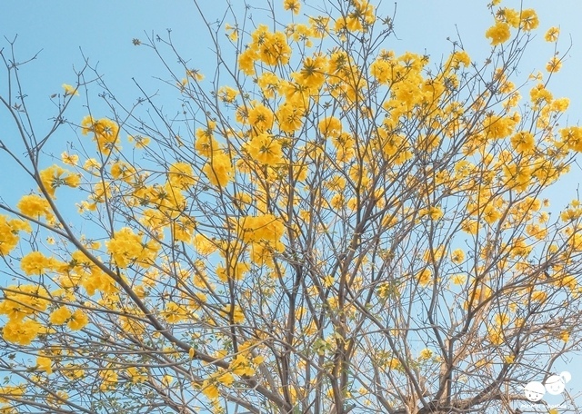 台中太順路黃花風鈴木