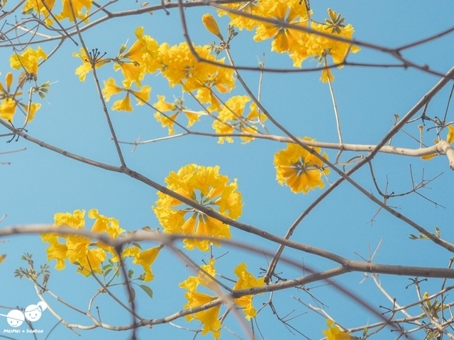 台中太順路黃花風鈴木