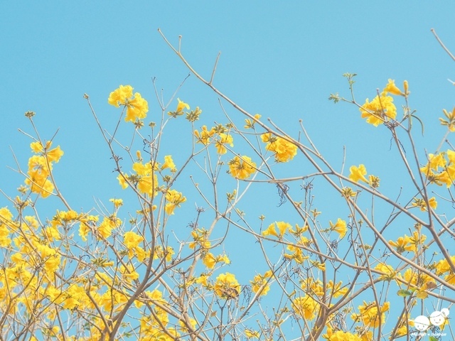 台中太順路黃花風鈴木