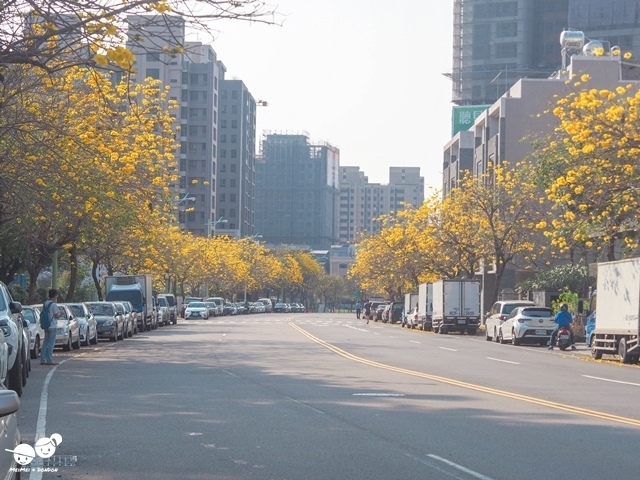 台中太順路黃花風鈴木