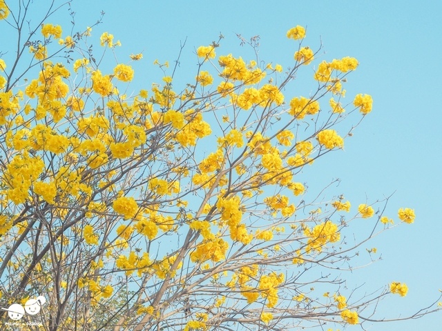 台中太順路黃花風鈴木