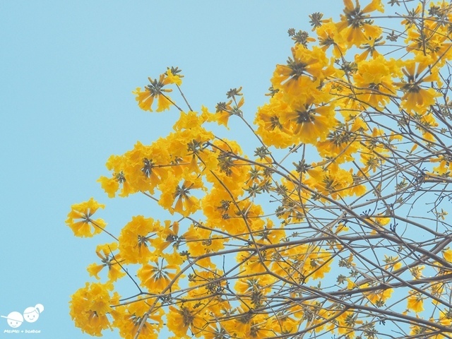 台中太順路黃花風鈴木