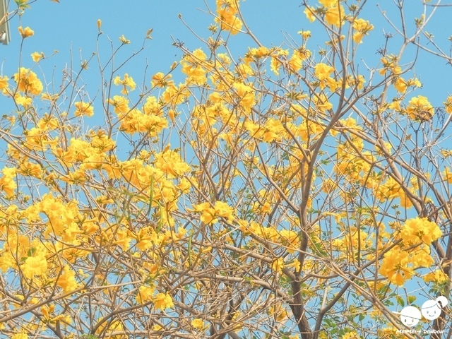 台中太順路黃花風鈴木