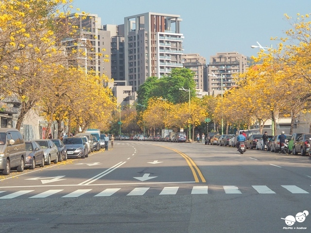 台中太順路黃花風鈴木