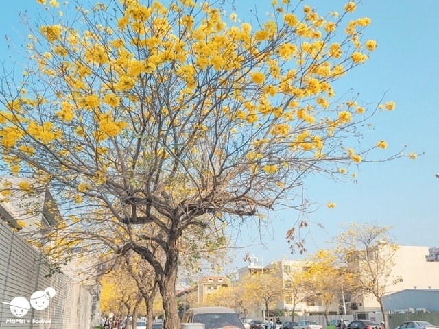 台中太順路黃花風鈴木