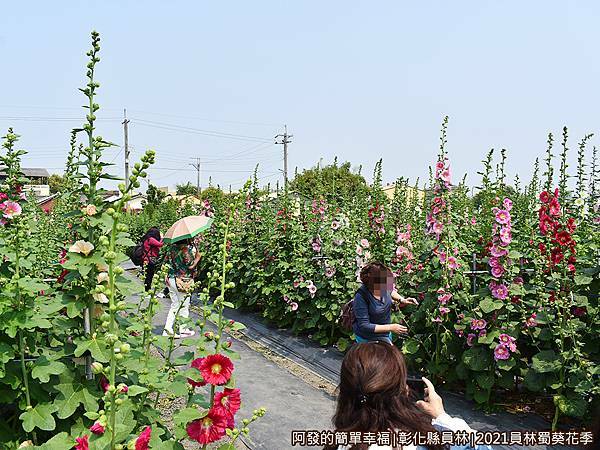 員林蜀葵花季12-遊客們紛紛找尋美麗視角拍照.JPG