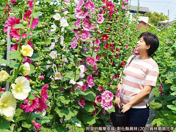 員林蜀葵花季21-仿網美照.JPG