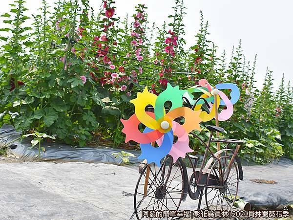 員林蜀葵花季07-小腳踏車與風車.JPG