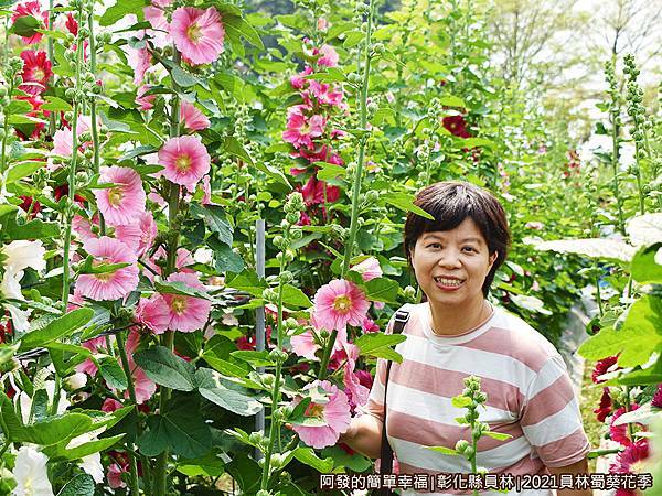 員林蜀葵花季16-花叢裡留影.JPG