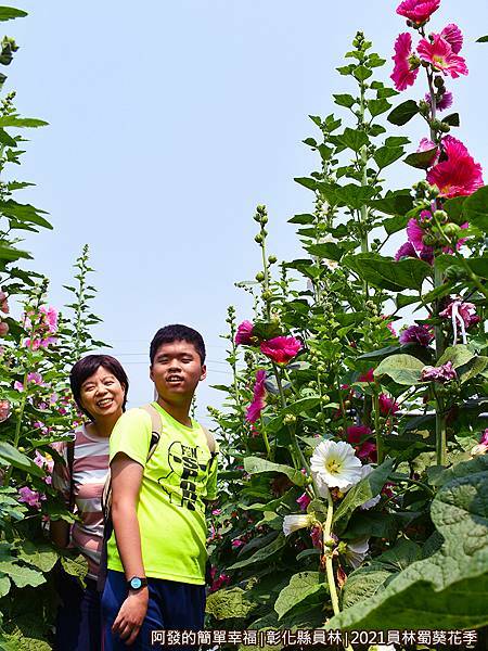 員林蜀葵花季19-母子倆留影.JPG