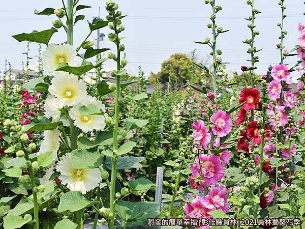 員林蜀葵花季15-置身其中有如蜀葵叢林.JPG