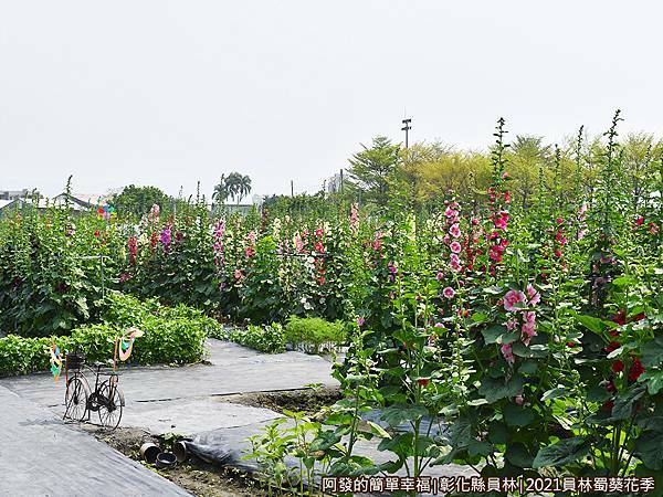 員林蜀葵花季06-花田一景.JPG
