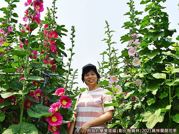員林蜀葵花季14-花叢裡的老婆.JPG