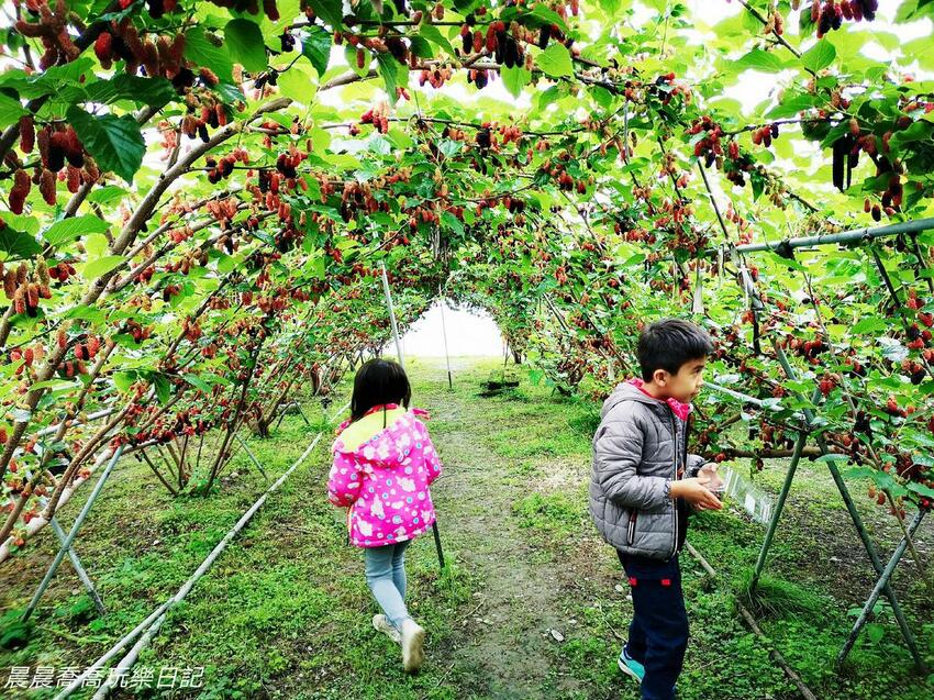 ​​​​宜蘭景點/採桑葚/草地果園