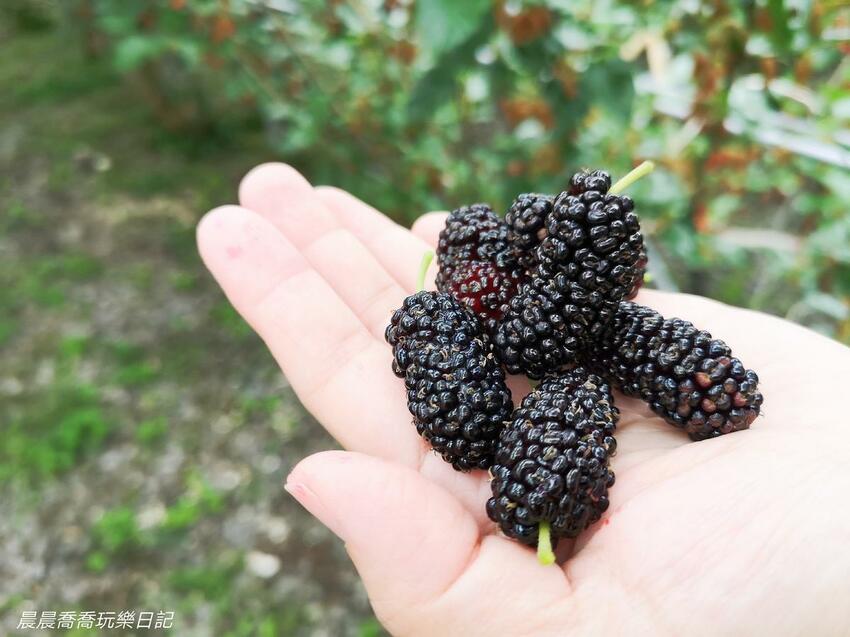 ​​​​宜蘭景點/採桑葚/草地果園