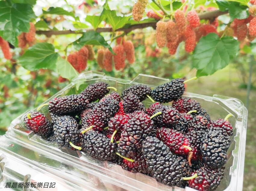 ​​​​宜蘭景點/採桑葚/草地果園