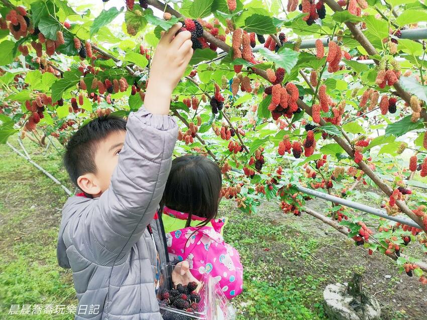 ​​​​宜蘭景點/採桑葚/草地果園