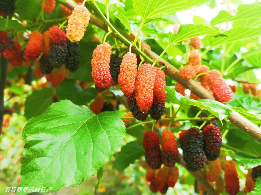 ​​​​宜蘭景點/採桑葚/草地果園