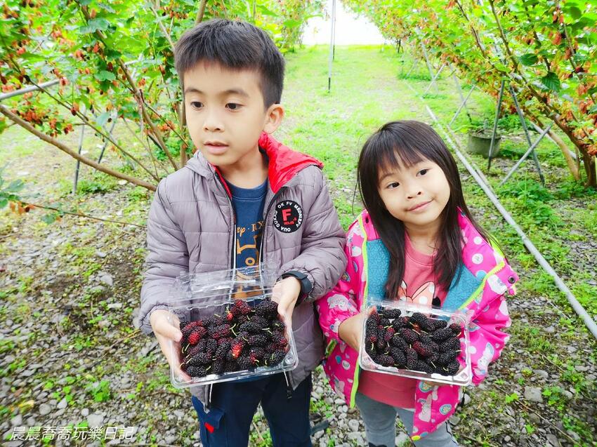 ​​​​宜蘭景點/採桑葚/草地果園