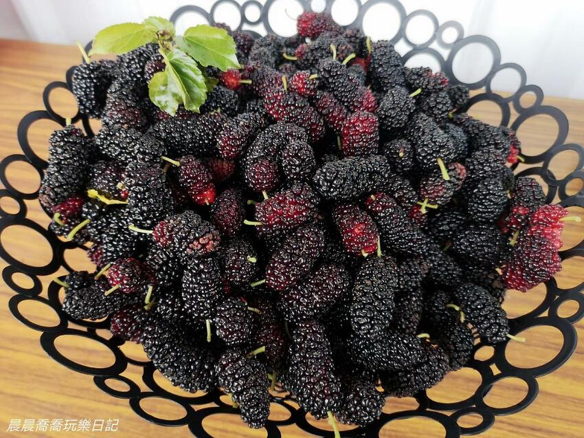 ​​​​宜蘭景點/採桑葚/草地果園