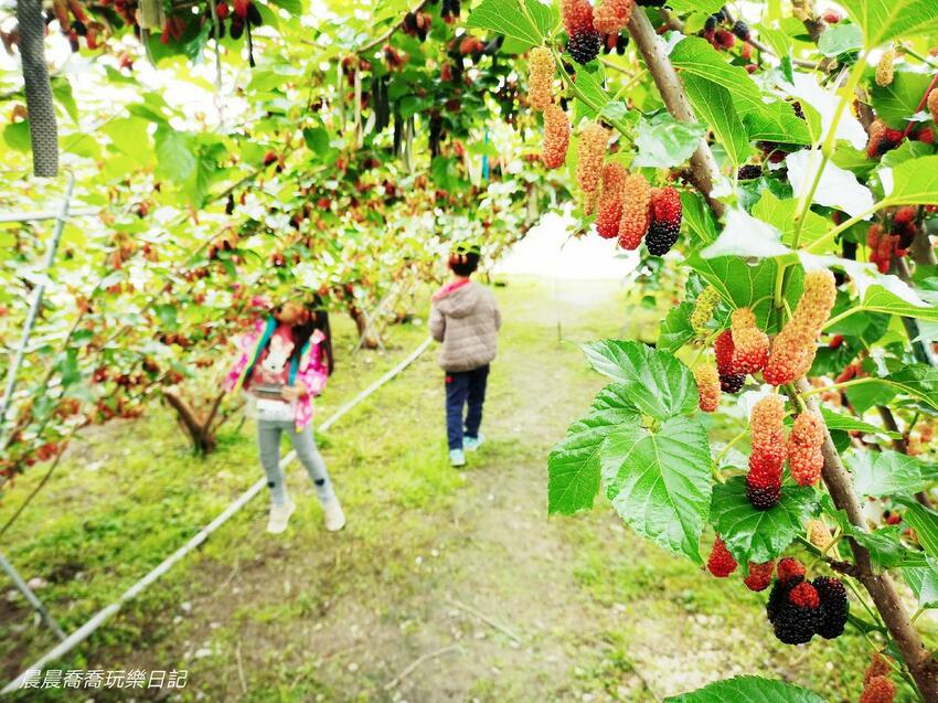 ​​​​宜蘭景點/採桑葚/草地果園